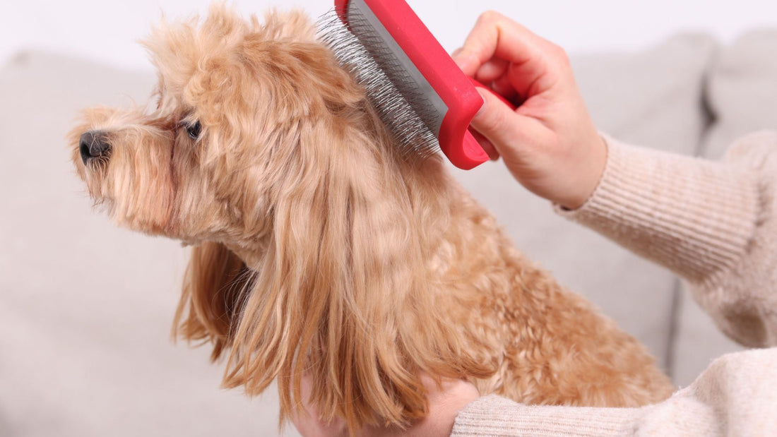 犬のフケや毛並みのパサつきが気になる？秋冬の皮膚・被毛ケアとおやつの選び方