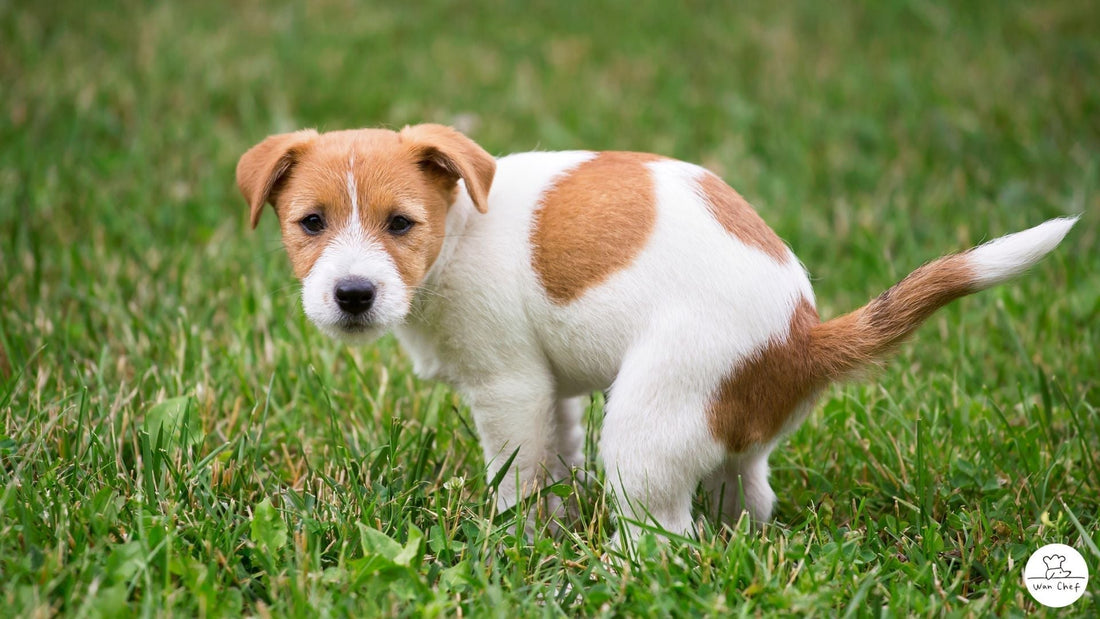 愛犬のお腹に配慮したおやつ選び｜うんちからわかるサイン