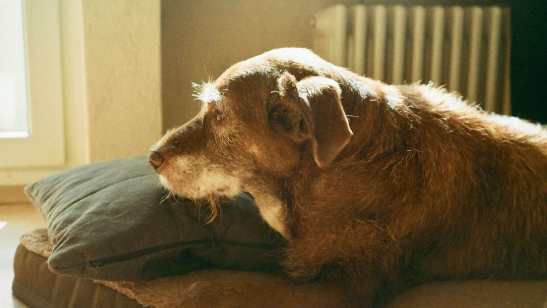 犬は何歳からシニア期？切り替えのサインとおやつの選び方
