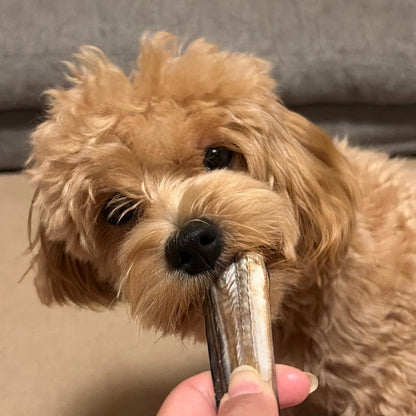 犬用おやつ 国産鱧スティック 無添加 50g