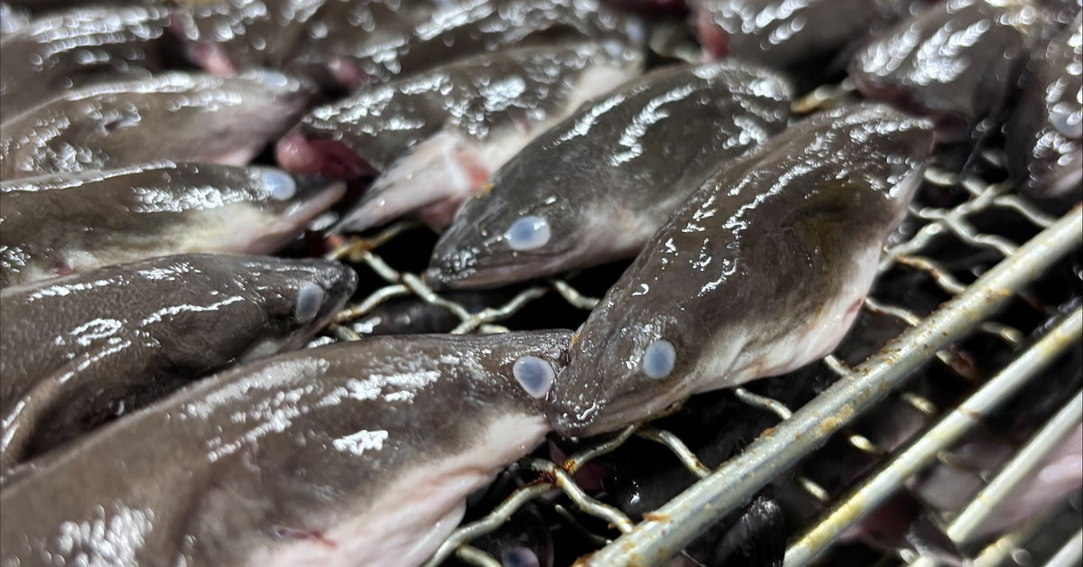 うなぎのおやつを食べる犬